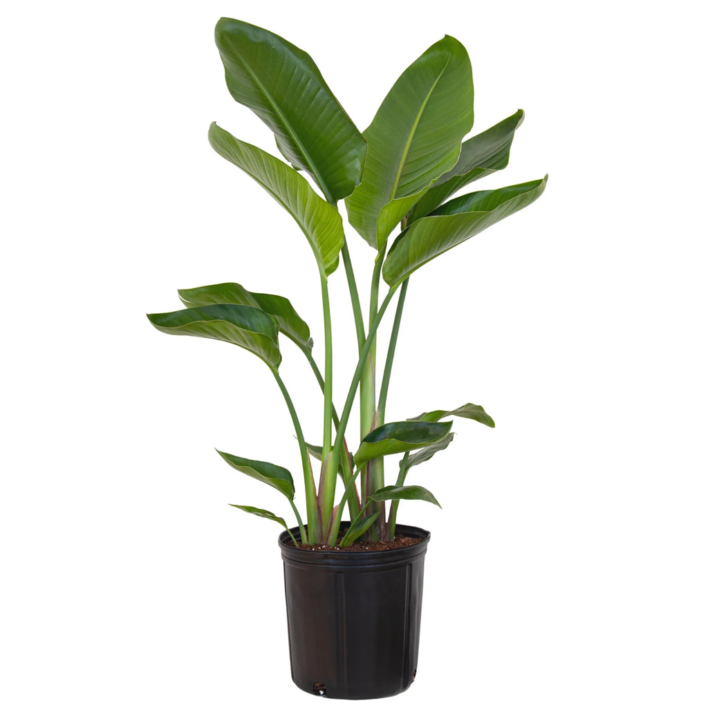 United Nursery Live Ivory Bird of Paradise Plant 26-32 inches Tall in 9.25 inch Grower Pot