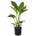 United Nursery Live Ivory Bird of Paradise Plant 26-32 inches Tall in 9.25 inch Grower Pot