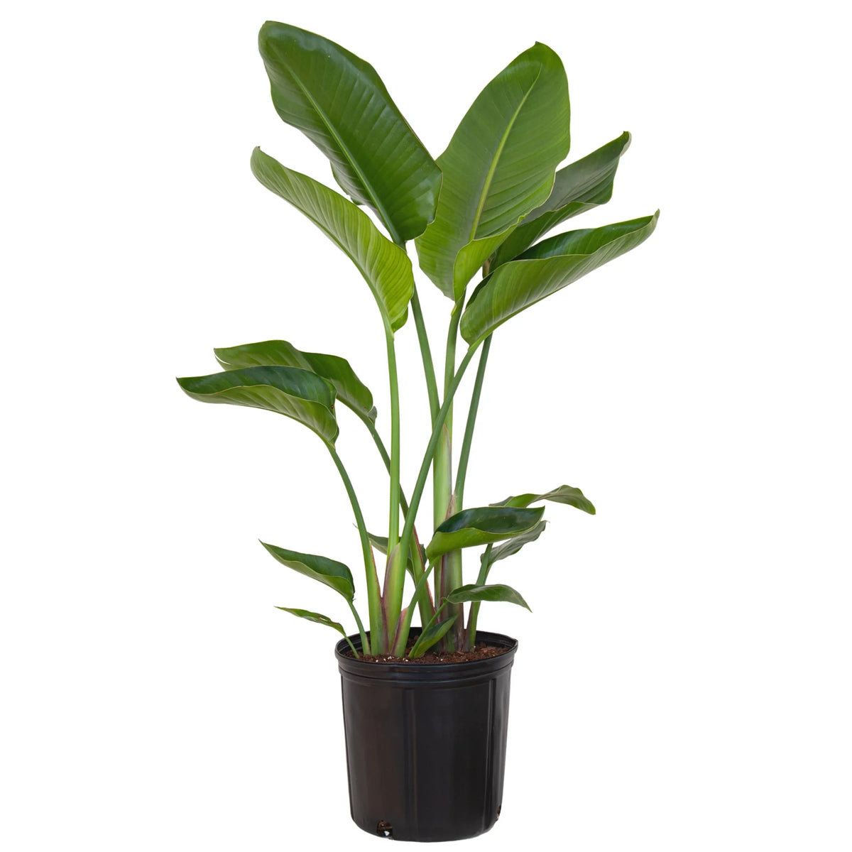 United Nursery Live Ivory Bird of Paradise Plant 26-32 inches Tall in 9.25 inch Grower Pot
