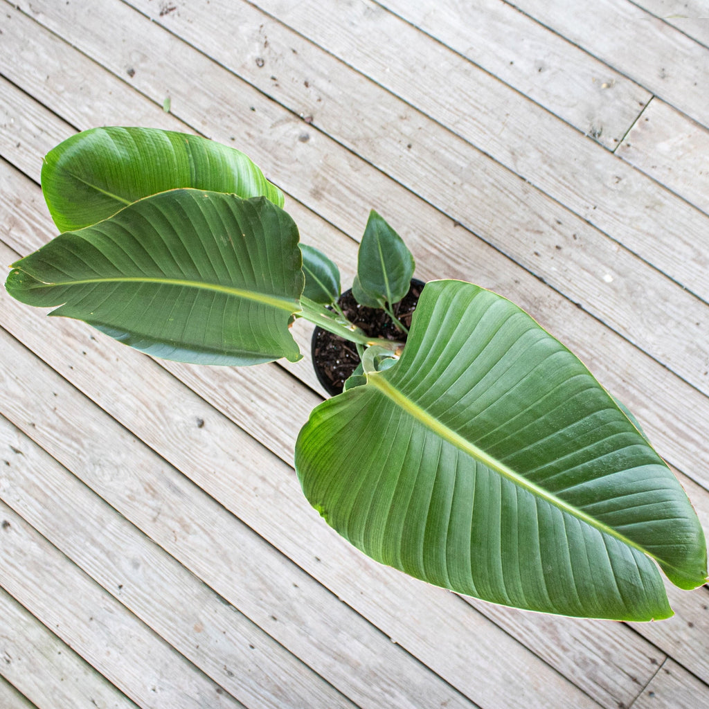 United Nursery Live Ivory Bird of Paradise Plant 26-32 inches Tall in 9.25 inch Grower Pot