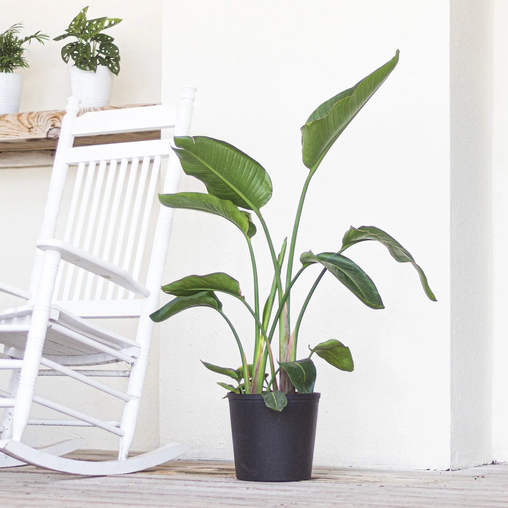 United Nursery Live Ivory Bird of Paradise Plant 26-32 inches Tall in 9.25 inch Grower Pot