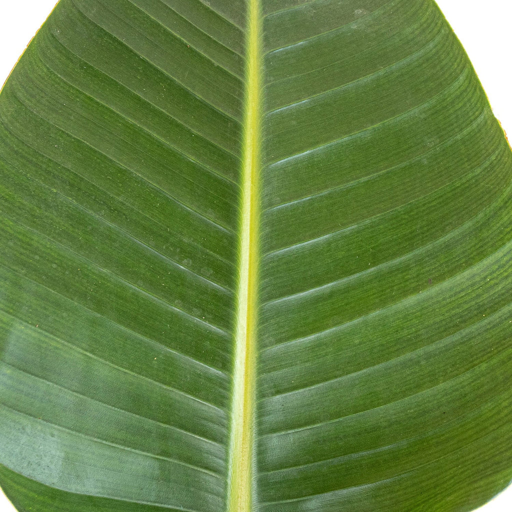 United Nursery Live Ivory Bird of Paradise Plant 26-32 inches Tall in 9.25 inch Grower Pot