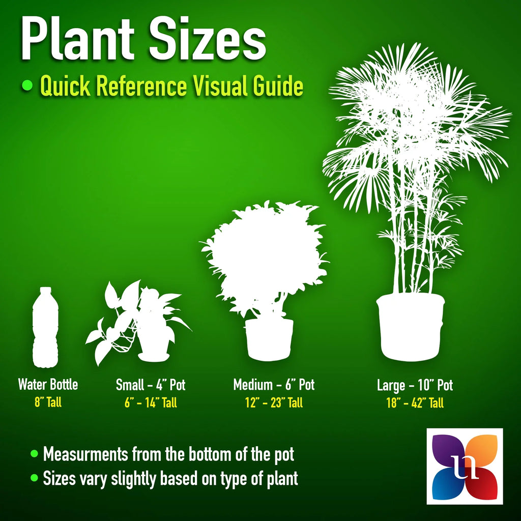 United Nursery Live Ivory Bird of Paradise Plant 26-32 inches Tall in 9.25 inch Grower Pot