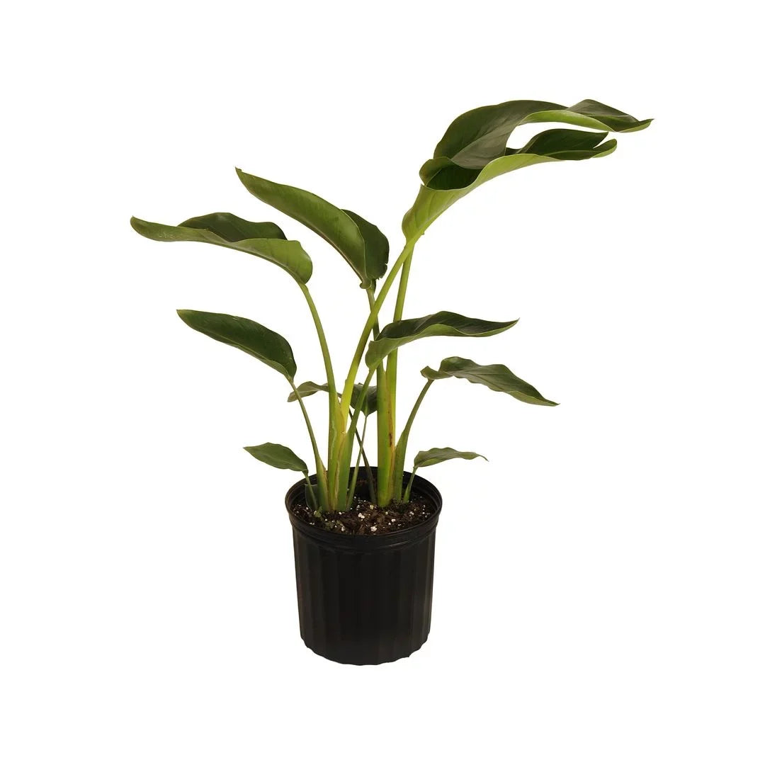United Nursery Live Ivory Bird of Paradise Plant 26-32 inches Tall in 9.25 inch Grower Pot